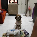 Max-Beagle-buddy-box