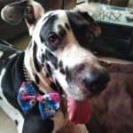 pepper-the-dane-buddy-box