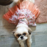 dog-dress-unicorn-print-small-size-shihtzu-crepe-silk-laced-tulle-custom-dress