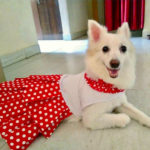 angel-pomeranian-dog-in-polka-party-dress