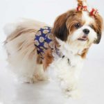 Shihtzu-blue-jacquard-tulle-party-dress-for-dogs